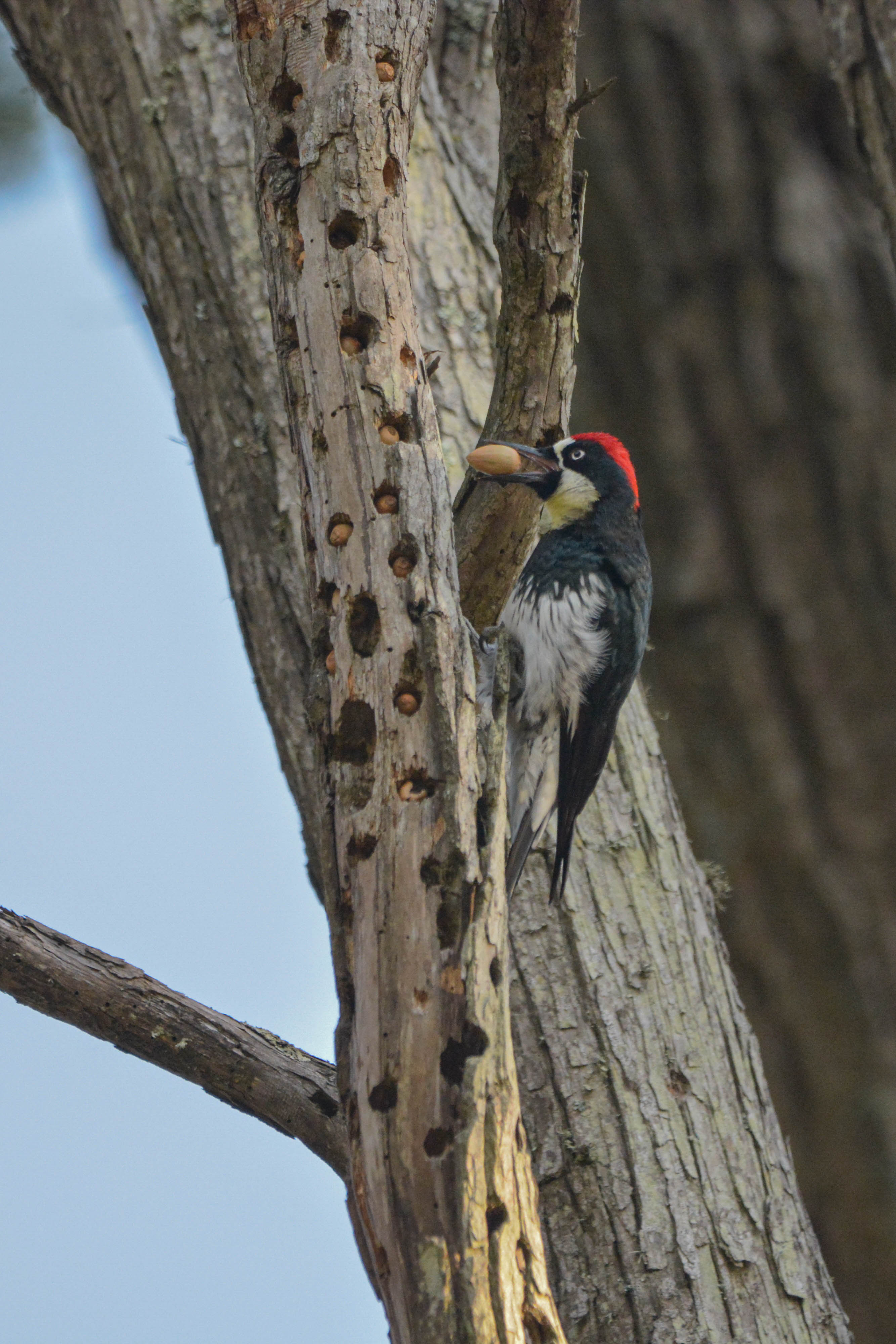 Acorn Woodpecker