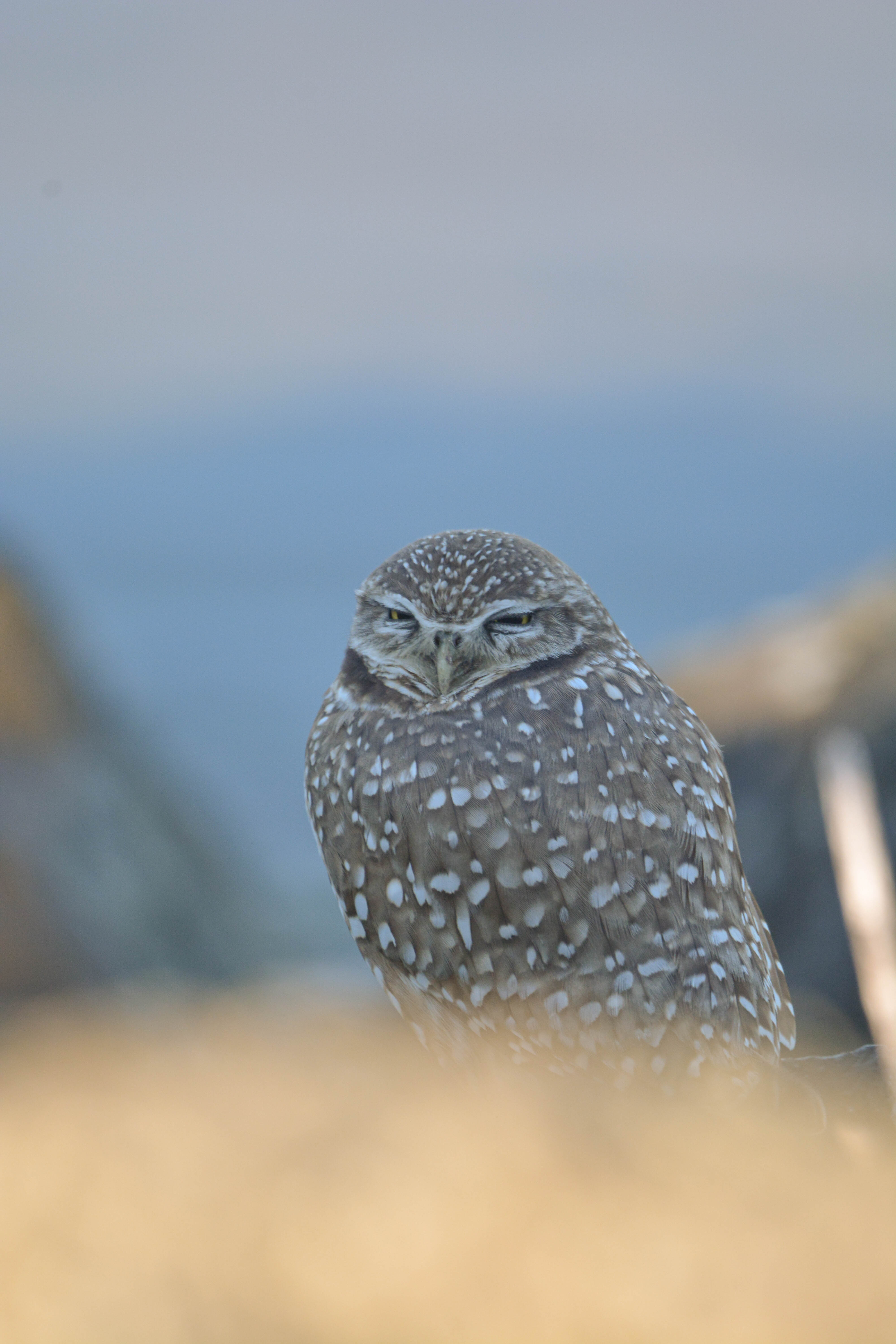 Burrowing Owl