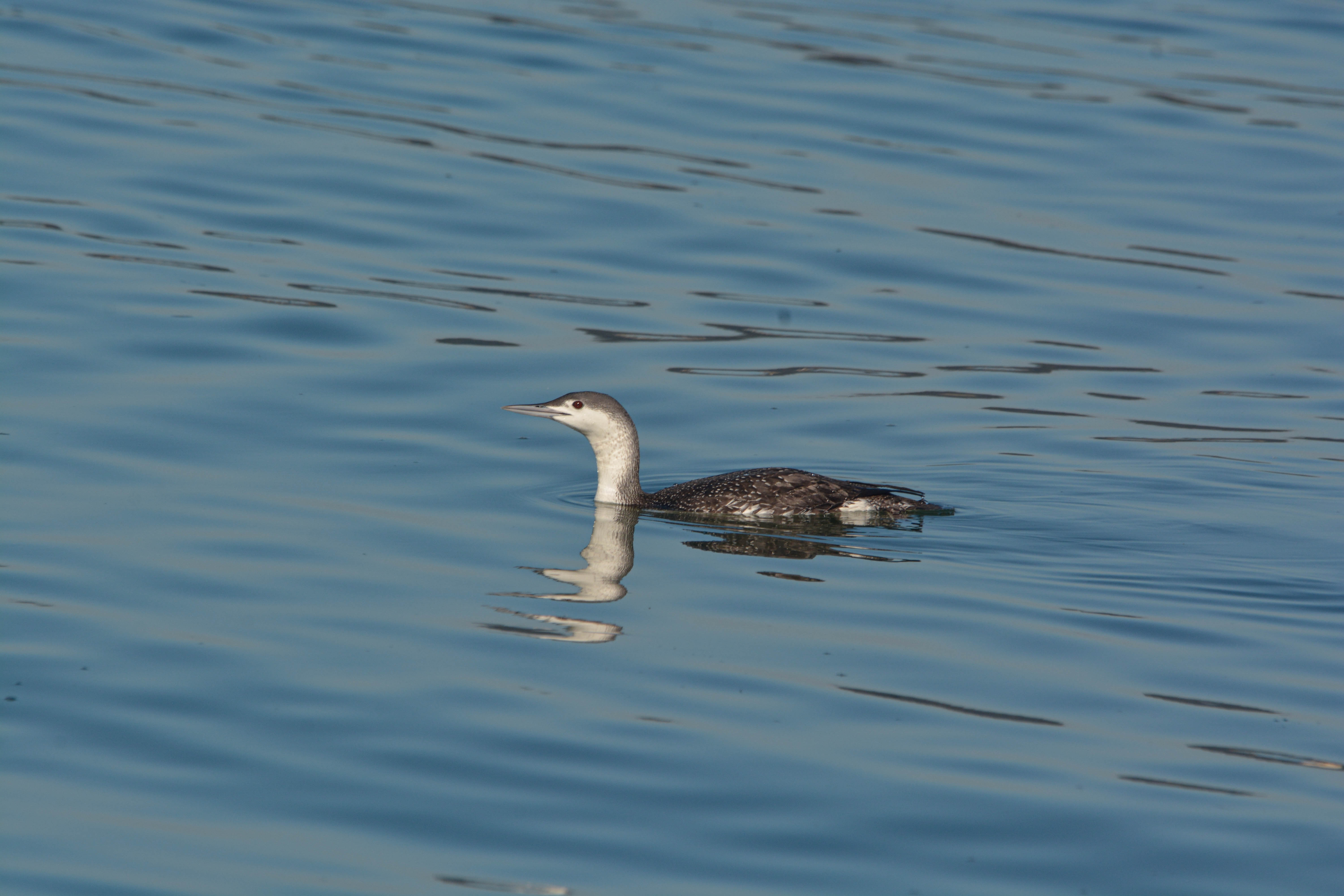 Red-throated Loon