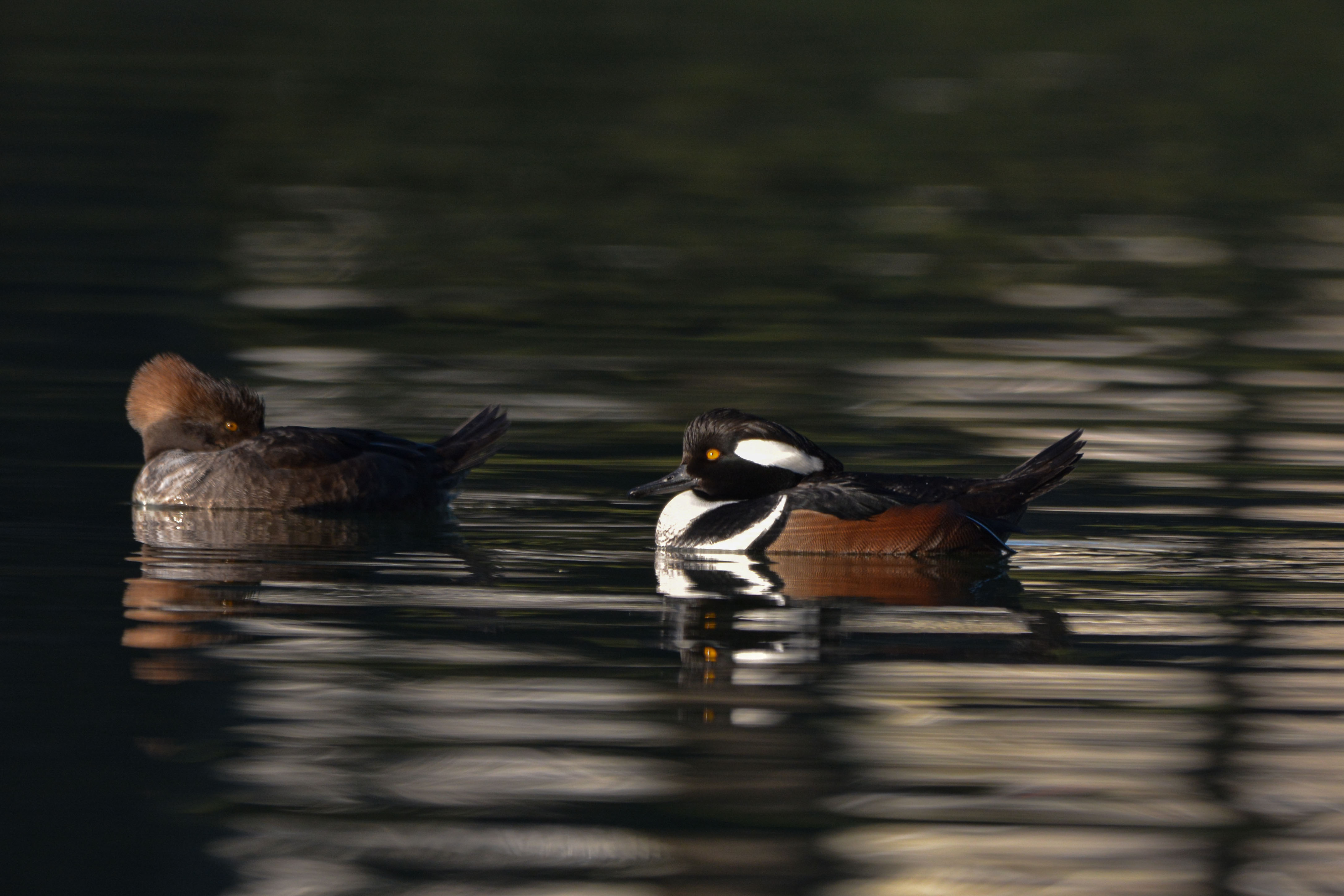 Hooded Merganser