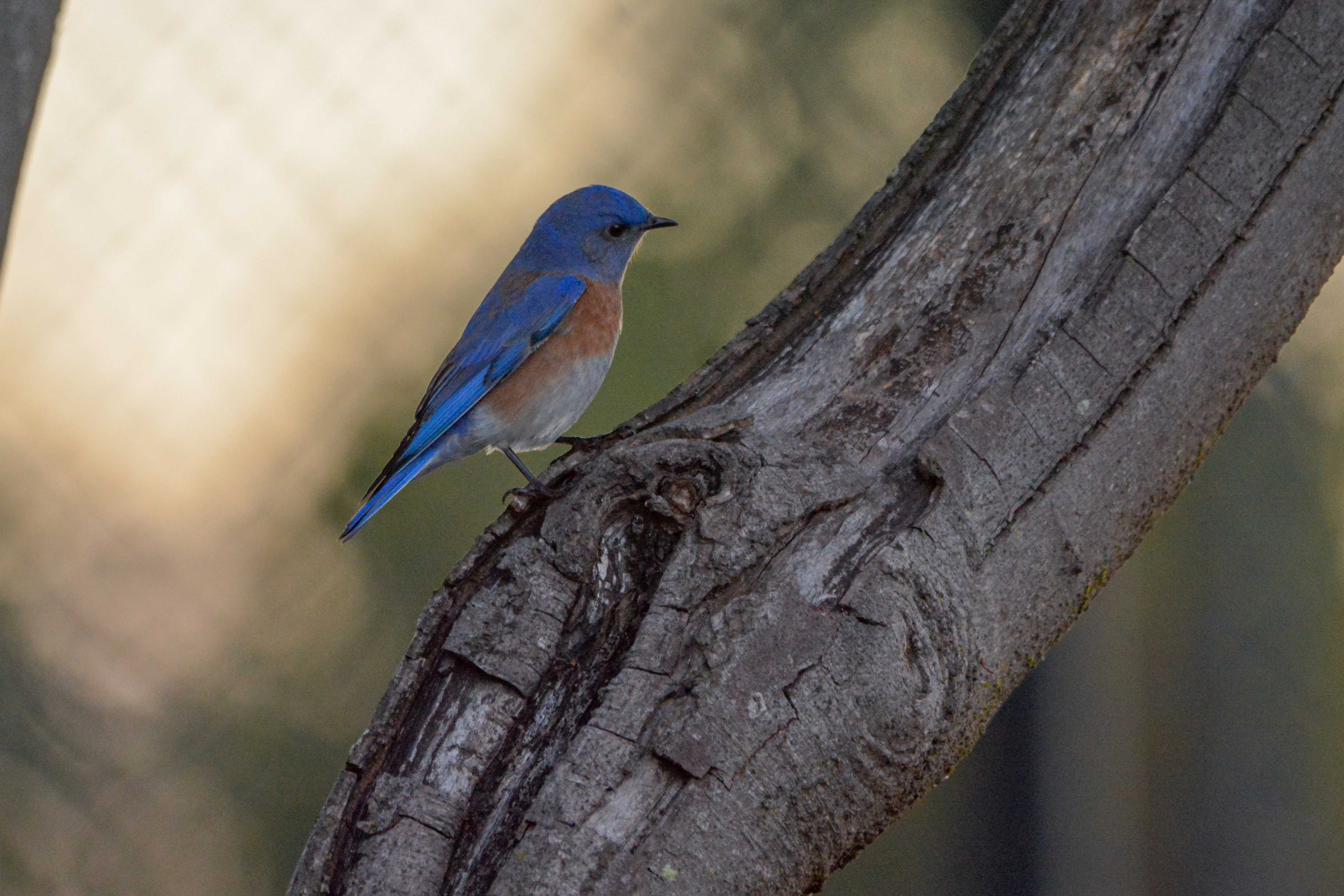 Western Bluebird